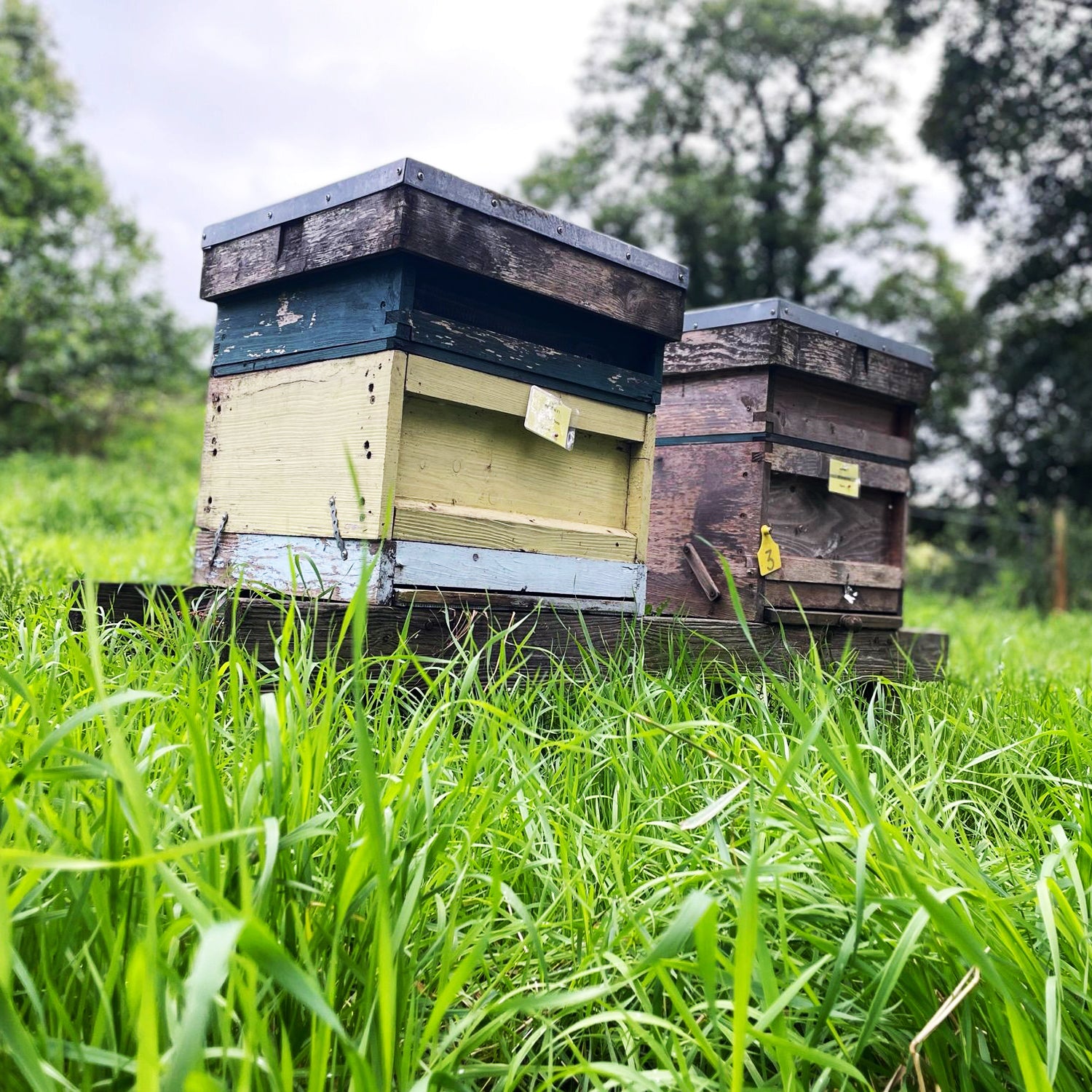 Lancashire Wildflower Raw Honey